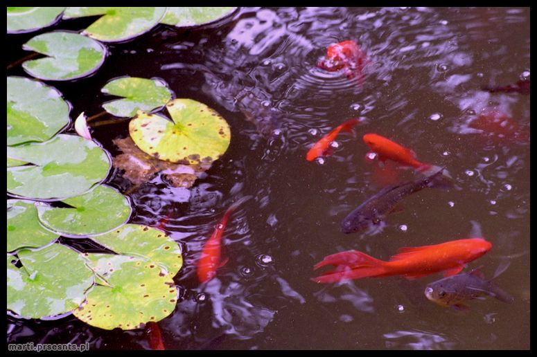 Fotoreportaż Japonia 2006: japan007