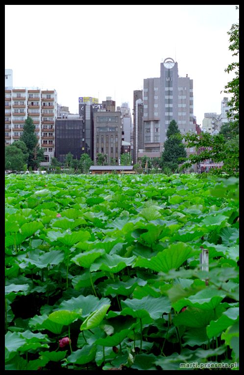 Fotoreportaż Japonia 2006: japan032