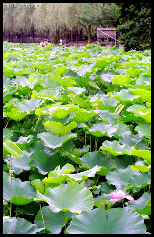 Fotoreportaż Japonia 2006: japan033